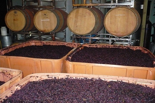 Rượu vang đỏ - Quy trình chế biến và sản xuất - True Wine Nha Trang