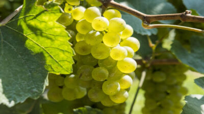 Chardonnay 768x432