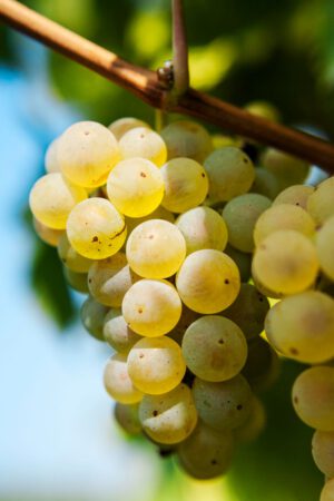 Closeup With Riesling Grapes In Autumn Harvest